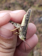 Cratypedes lateritius