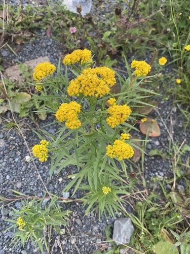 flat-topped goldenrod