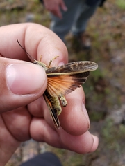 Cratypedes lateritius