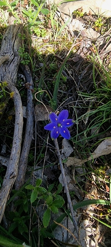 Blue Stars