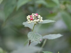 Andrea Gantzer, CC BY, iNaturalist via GBIF Varronia dichotoma, photograph Andrea Gantzer, CC BY, iNaturalist via GBIF