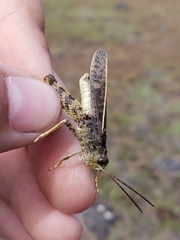 Cratypedes lateritius