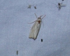 Crambus albellus