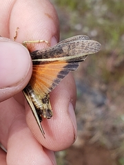 Cratypedes lateritius