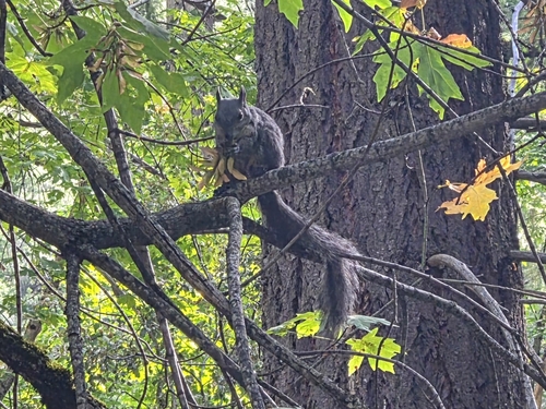 iNaturalist observation photo of Western Gray Squirrel