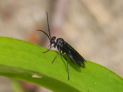 Fenusa dohrnii