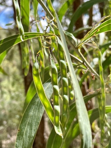 Acacia falcata