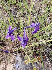 Delphinium nuttallii