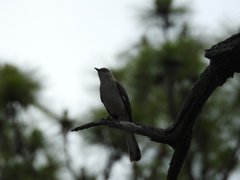 Mimus polyglottos image