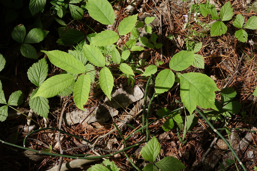Juglans mandshurica; photograph (c) Oleg Kosterin, some rights reserved (CC BY)