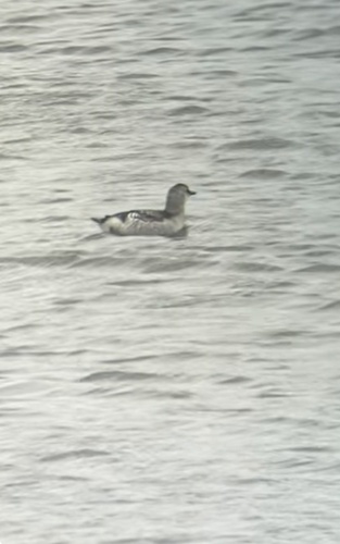 Black Guillemot