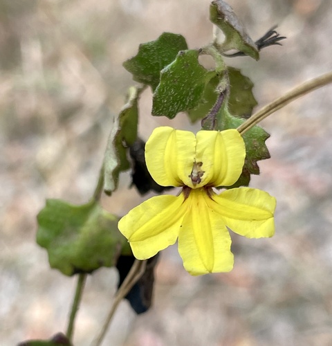 Goodenia rotundifolia, photograph 4