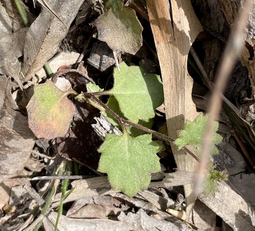 Goodenia rotundifolia, photograph 5