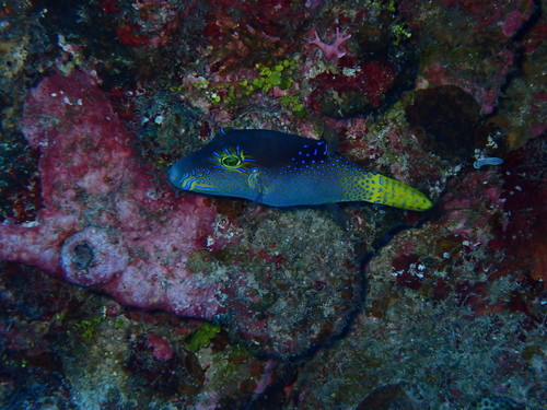 Canthigaster epilampra observed 2026-08-06