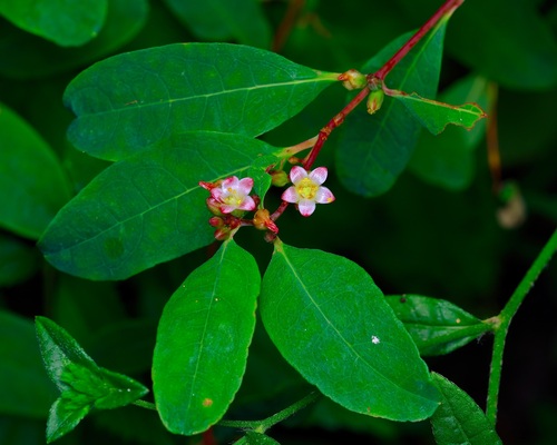 Greater marsh St. Johnswort (Hypericum walteri)