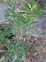 Barkleyanthus salicifolius