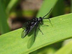 Fenusa dohrnii