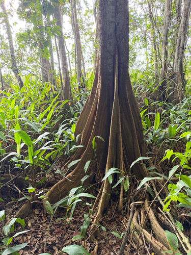 Pterocarpus officinalis observed 2026-06-11