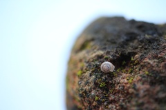 Gastropoda