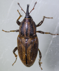 Sphenophorus gentilis
