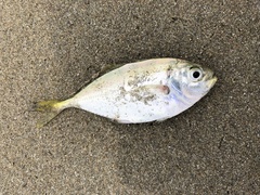 Alepes kleinii
