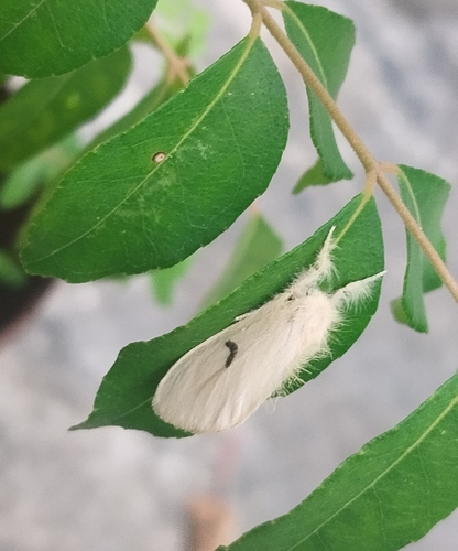 Euproctis lunata