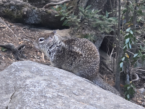 iNaturalist observation photo of California Ground Squirrel