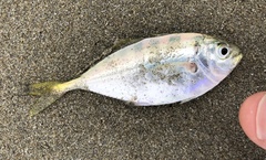 Alepes kleinii