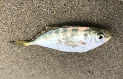Alepes kleinii