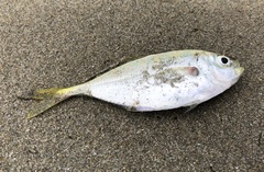 Alepes kleinii