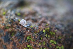 Gastropoda