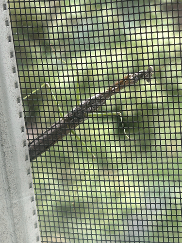 Carolina Mantis