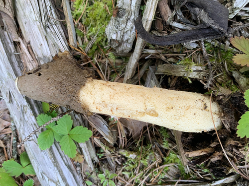 Ravenel's stinkhorn