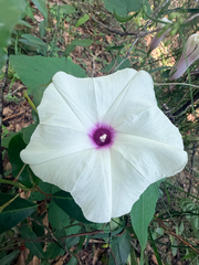 Ipomoea pandurata, photograph (c) Melissa Meadows, some rights reserved (CC BY)