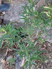 Barkleyanthus salicifolius