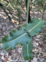 Asclepias amplexicaulis
