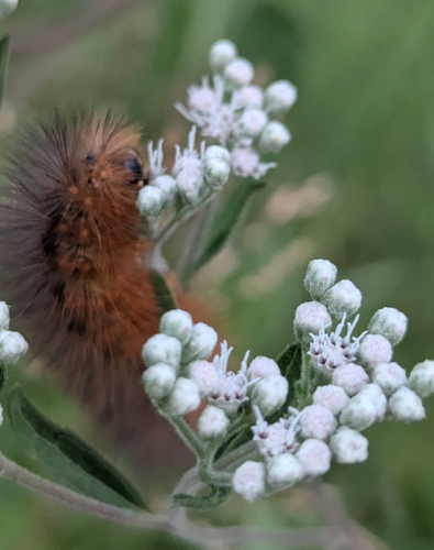 Salt Marsh Moth