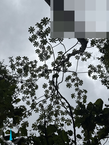 Cecropia litoralis, photograph 2