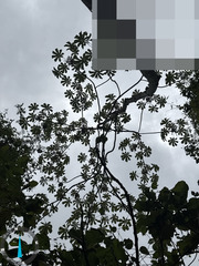 (c) Raúl A. Ruiz M., some rights reserved (CC BY) Cecropia litoralis, photograph (c) Raúl A. Ruiz M., some rights reserved (CC BY)
