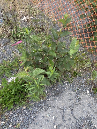 green alder