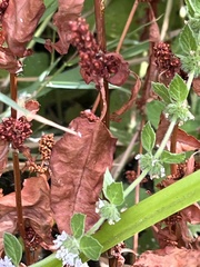 (c) Chaye Vail, some rights reserved (CC BY) Rumex conglomeratus, photograph (c) Chaye Vail, some rights reserved (CC BY)