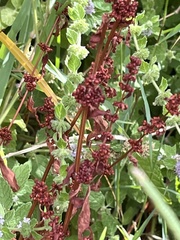 (c) Chaye Vail, some rights reserved (CC BY) Rumex conglomeratus, photograph (c) Chaye Vail, some rights reserved (CC BY)