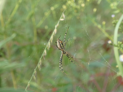 Banded Garden Spider