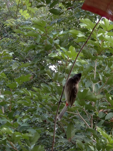 Red-vented Bulbul