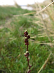 Triglochin palustris