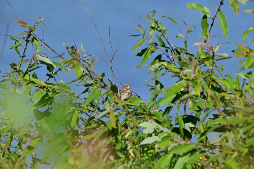 Song Sparrow