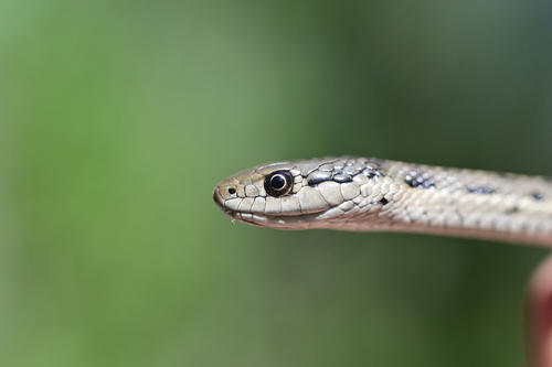 Western Terrestrial Garter Snake