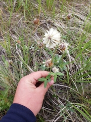 Trifolium eriocephalum
