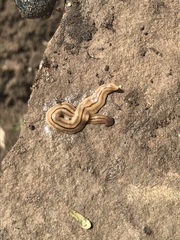 Bipalium pennsylvanicum