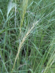 Elymus elymoides, photograph (c) Zihao Wang, some rights reserved (CC BY)